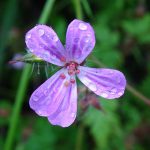 Herb Robert, Lagan Meadows