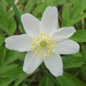Wood Anemone, Minnowburn