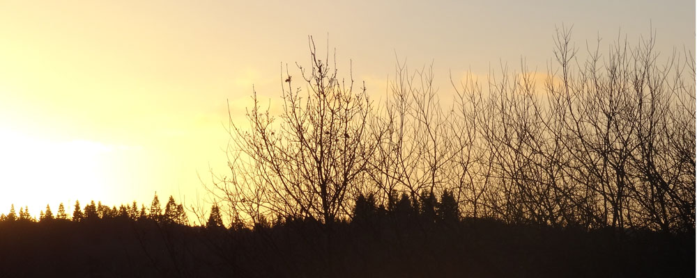 Sunrise over Lagan Meadows